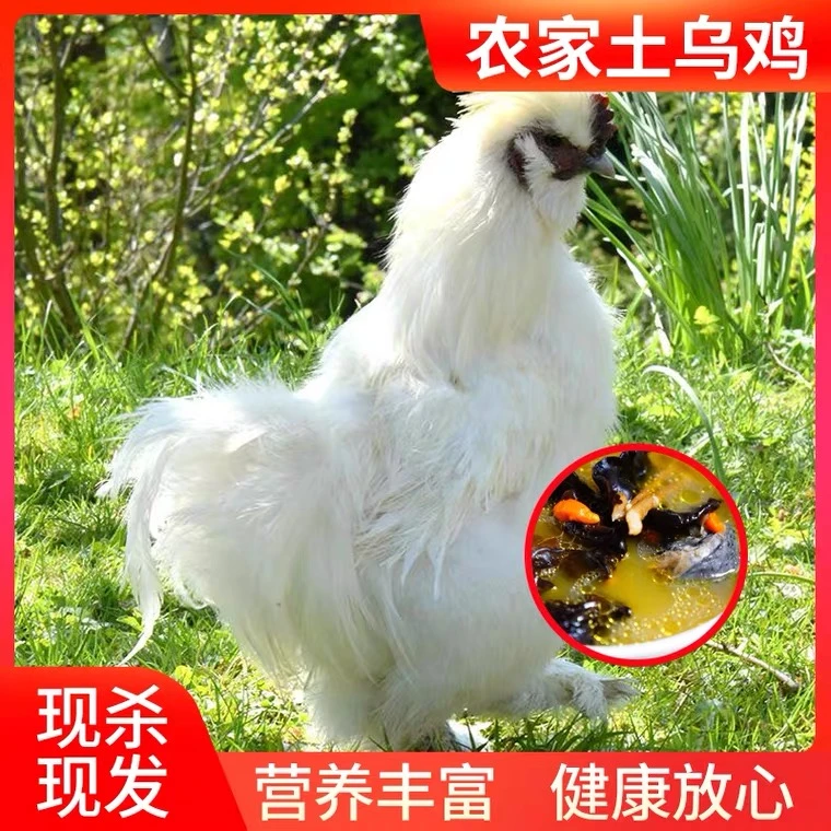 泰和散养原种乌鸡整只乌骨鸡煲汤 煮汤滋补白凤乌鸡700g现杀腌制