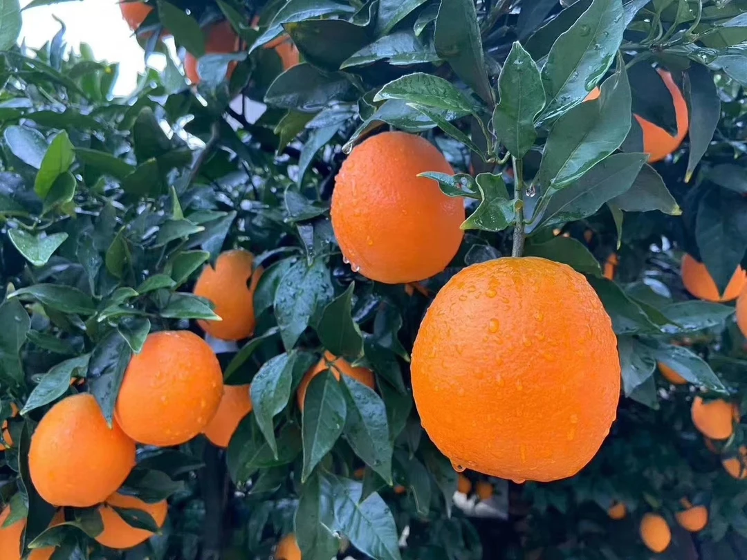 秭归纽荷尔长虹脐橙，10斤现摘现发新鲜，肉质鲜美多汁香甜可口