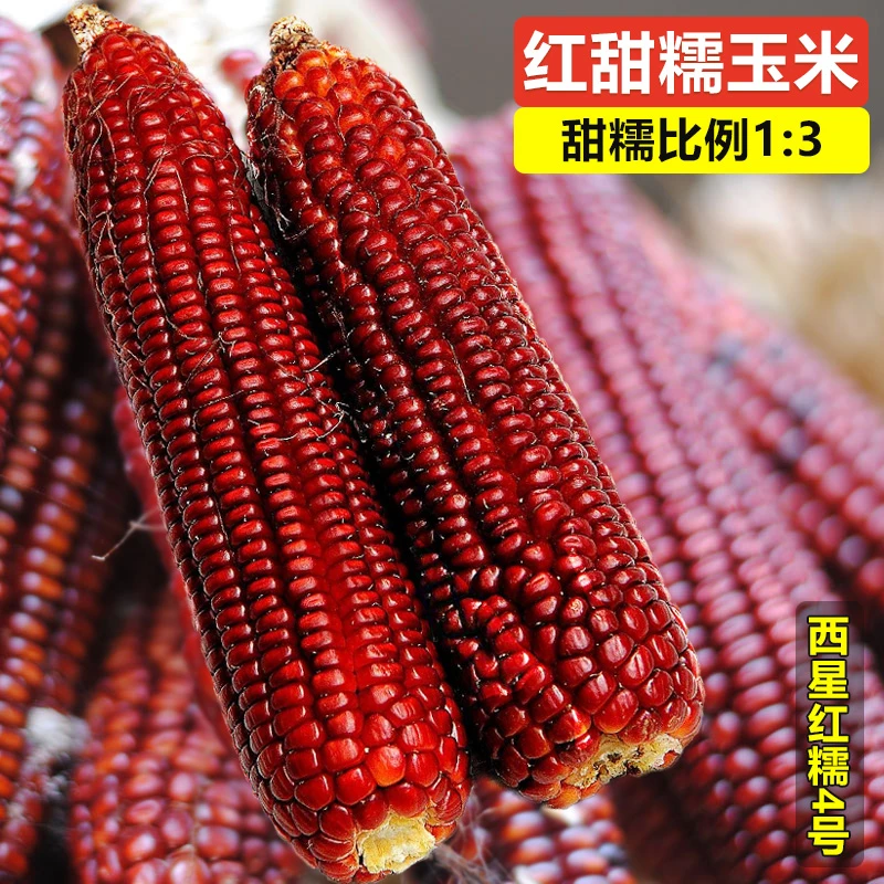 红甜糯玉米种子软粘细腻香甜糯大棒高产春夏秋大田水果种籽孑