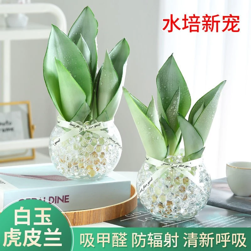 白玉虎皮兰水培室内盆栽办公室除甲醛绿植植物盆栽虎皮兰室内花卉