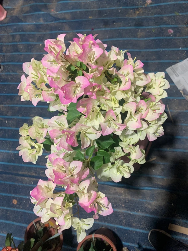 绿樱绿叶樱花抹茶绿三角梅香遇园艺一物一拍原盆原土基地直发盆栽