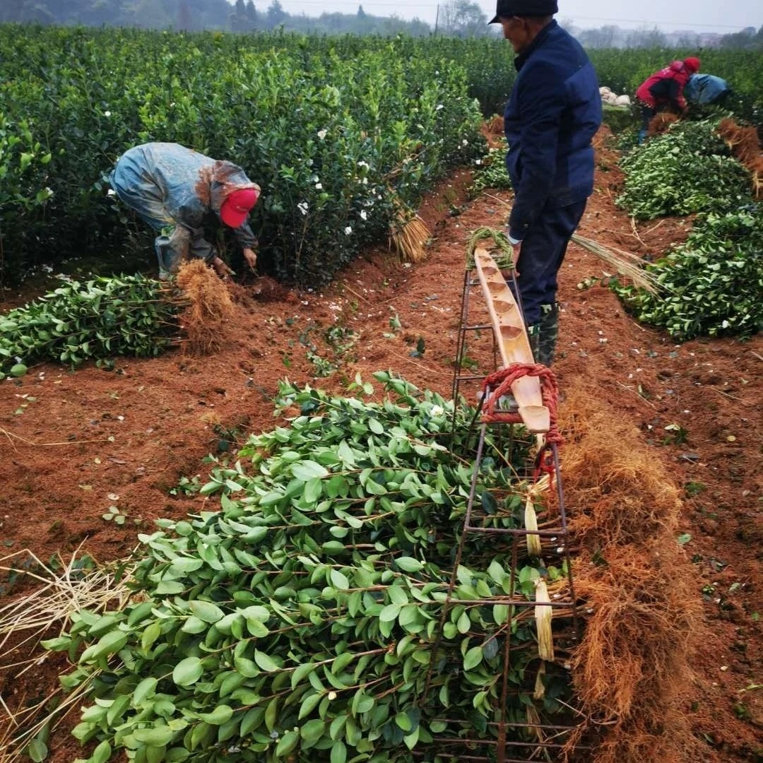 50株3年50公分高产嫁接带花包邮长林高产嫁接油茶苗小果茶籽树苗