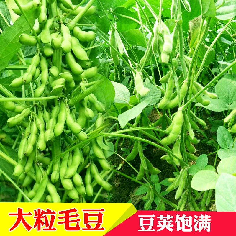 山研毛豆早熟鲜食大粒毛豆种子青毛豆抗病农家春夏秋四季蔬菜种孑
