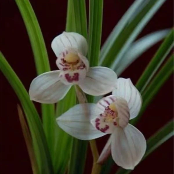 香草源莲瓣兰传统荷瓣名品荡山荷兰花终身包对版绿植盆栽