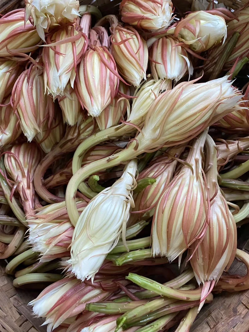 昙花鲜花二十朵顺丰包邮，非霸王花，食用昙花