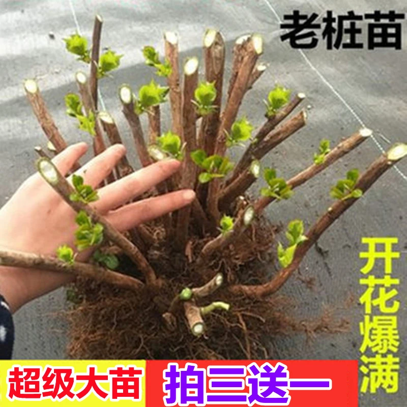 绣球花苗老桩大苗四季开花室内易活无尽夏庭院耐寒室外盆栽植物卉