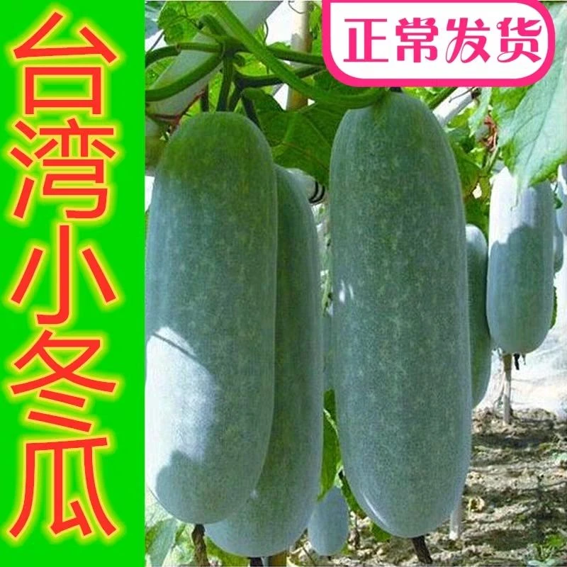 【一节一个瓜】台湾小冬瓜种子毛节瓜小冬瓜四季高产盆栽蔬菜种子