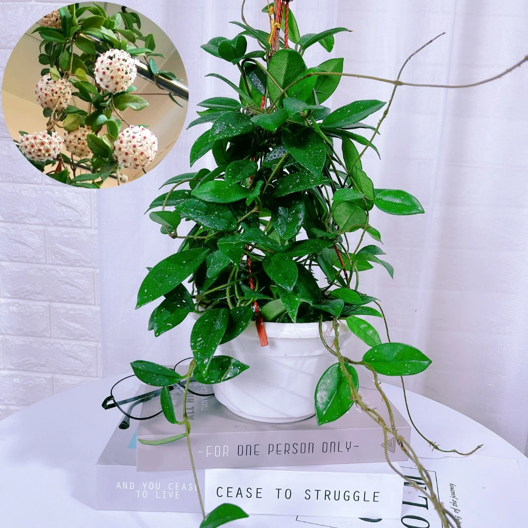 球兰盆栽 可垂吊也爬藤 好养四季常绿开花巨香