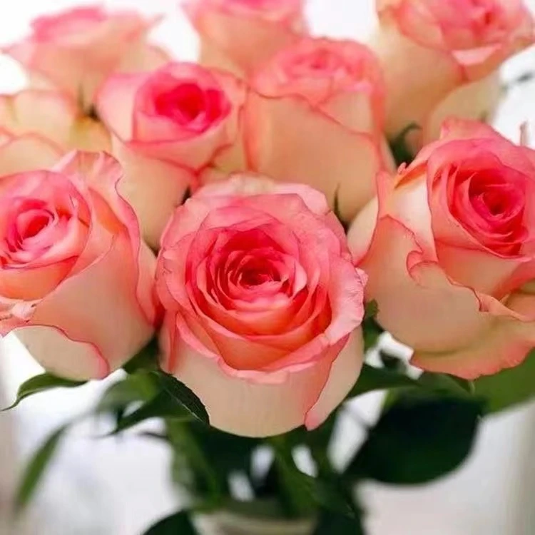 爱莎 朱米莉亚 大花切花月季玫瑰花苗 四季开花丰花抗病