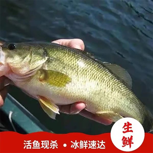 人放天养鲈鱼淡水鲈鱼大口黑鲈河鲈清蒸鲈鱼汤酸菜鱼400g起