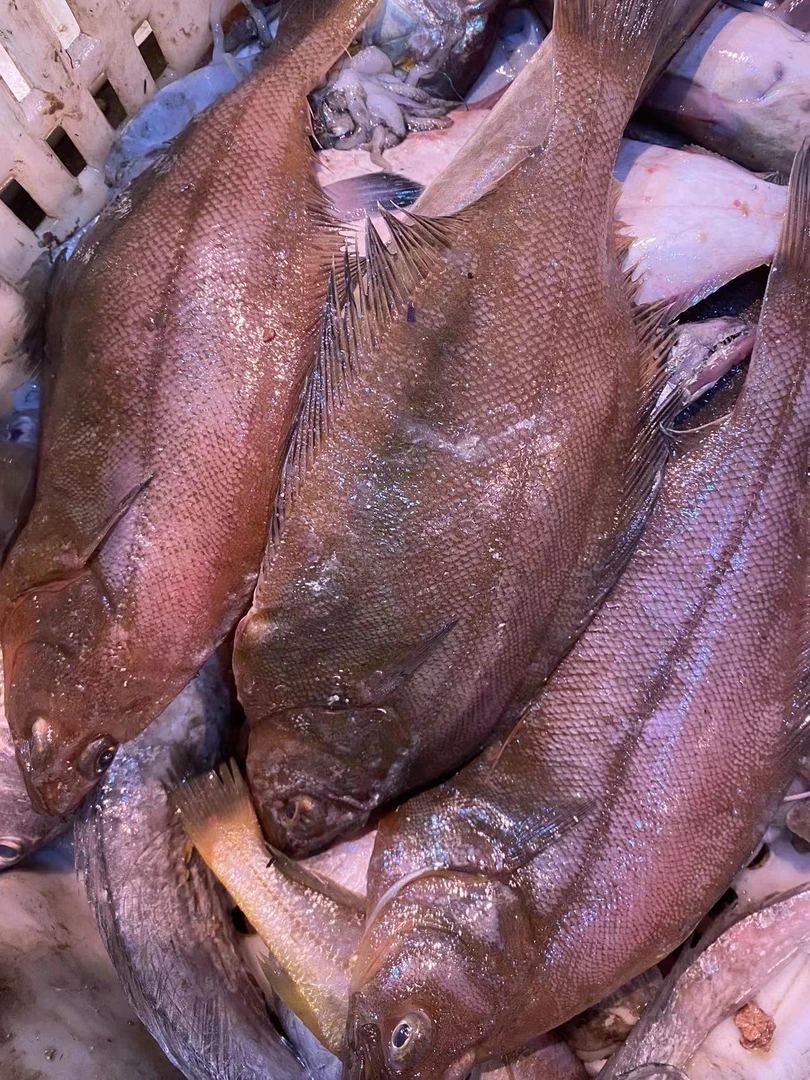 青岛新鲜 偏口鱼2斤（8条
