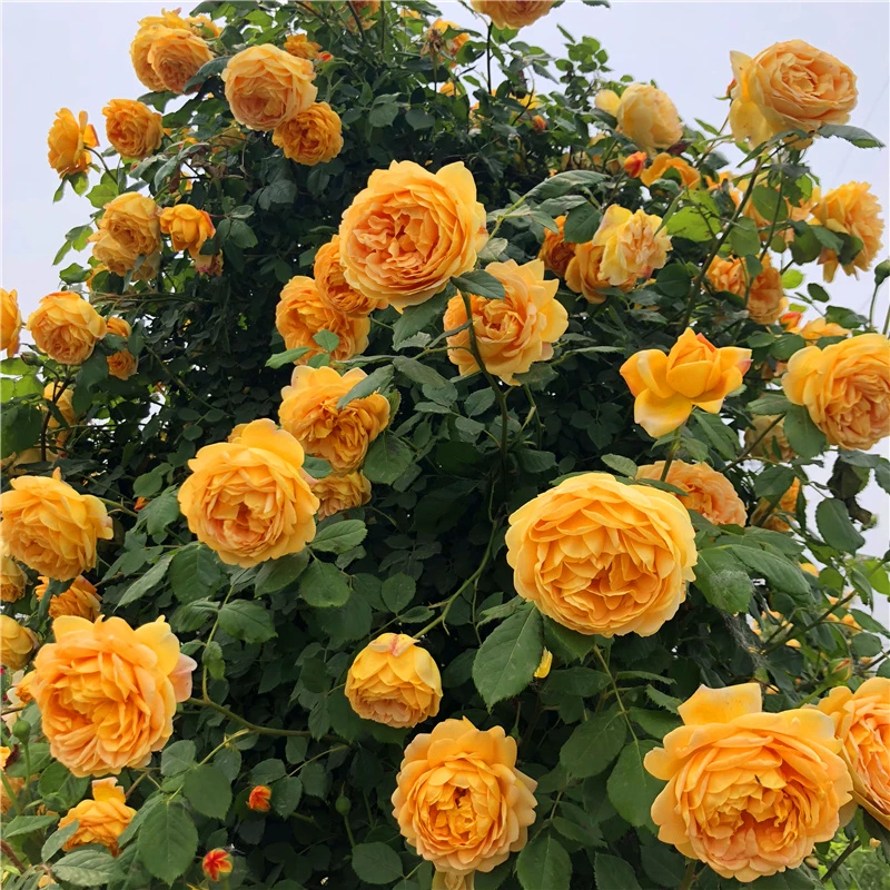 藤本月季大苗黄金庆典爬藤蔷薇花苗庭院芳香花园植物盆栽星花怒放