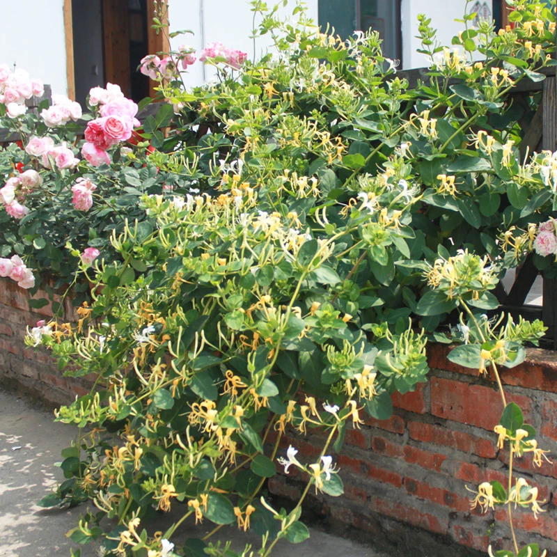 金银花盆栽室内外阳台庭院爬藤京万红花卉盆栽庭院种植当年开花