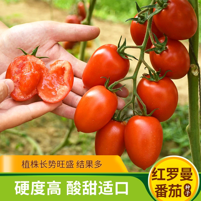 红罗曼番茄种子串收西红柿早熟高产春季夏四季盆栽生吃水果蔬菜孑