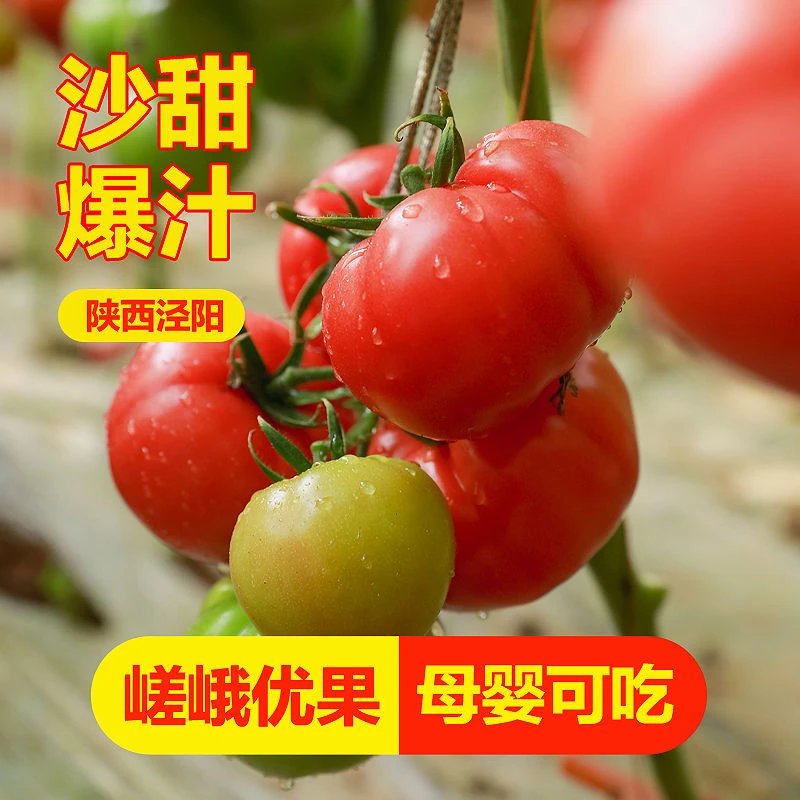陕西泾阳普罗旺斯西红柿现摘沙瓤可生吃新鲜蔬菜净重4.50斤