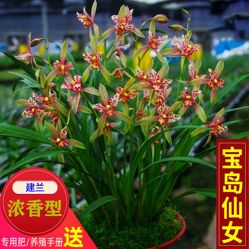 名贵兰花苗【宝岛仙女】四季兰室内盆栽花卉绿植阳台兰草