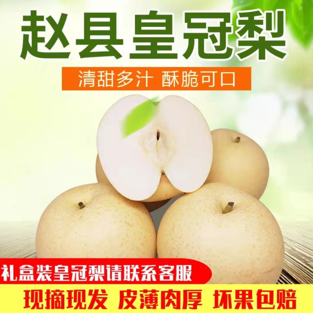 远达河北皇冠梨大果香脆梨子5/9斤饱满皮薄新鲜甘甜爽口净重新鲜