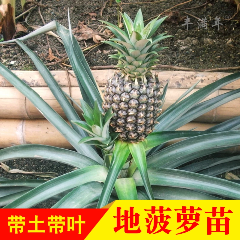 金钻17号凤梨地菠萝苗手撕凤梨台农四号金砖西瓜凤梨地栽盆栽苗木
