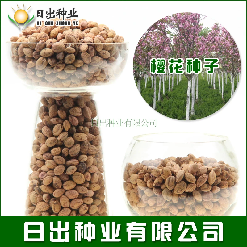 樱花种子 一级日本樱花种子 大红樱花种子 山樱花种子