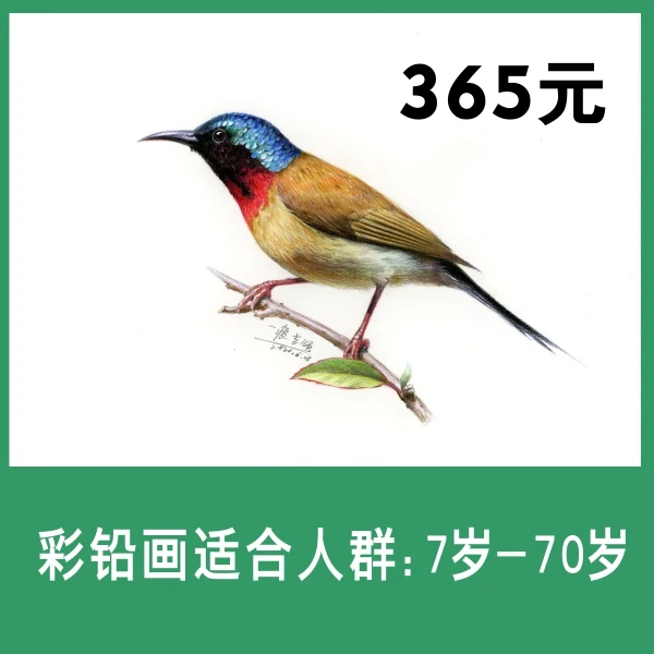 彩铅画365元 精美细致