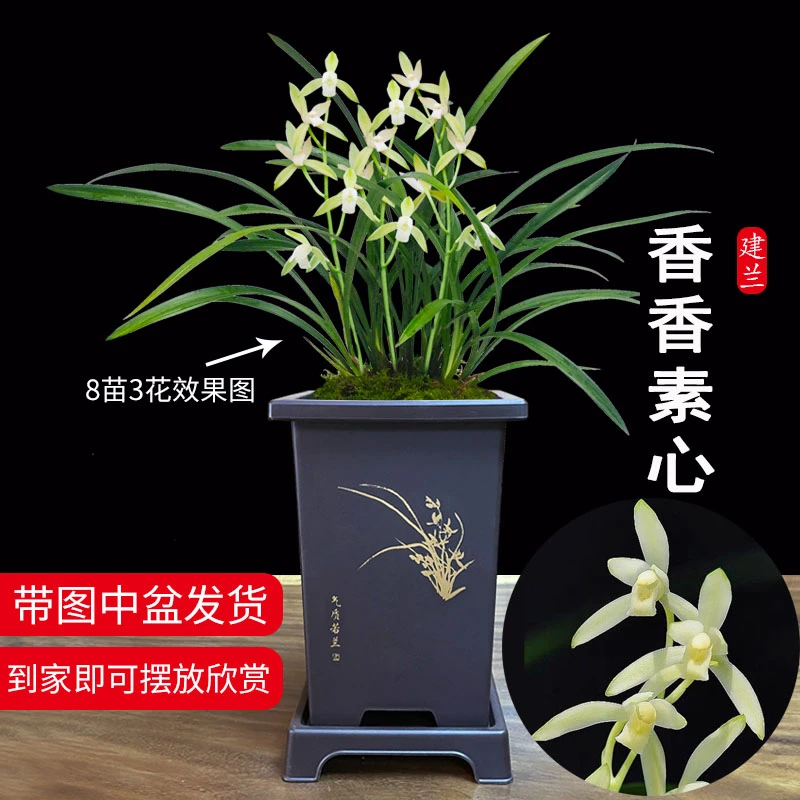 香香素心带多花剑带盆种好 好养建兰四季兰花苗客厅花卉绿植盆栽