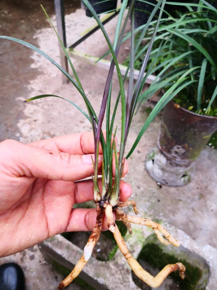 春剑黑红草，红素，一苗