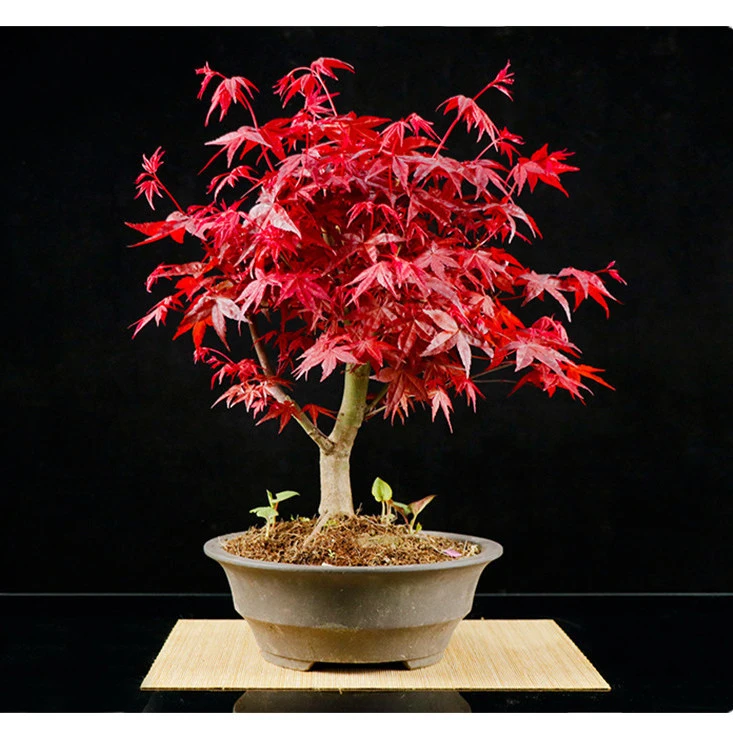 红枫红舞姬适合庭院别墅种植摆放红红火火