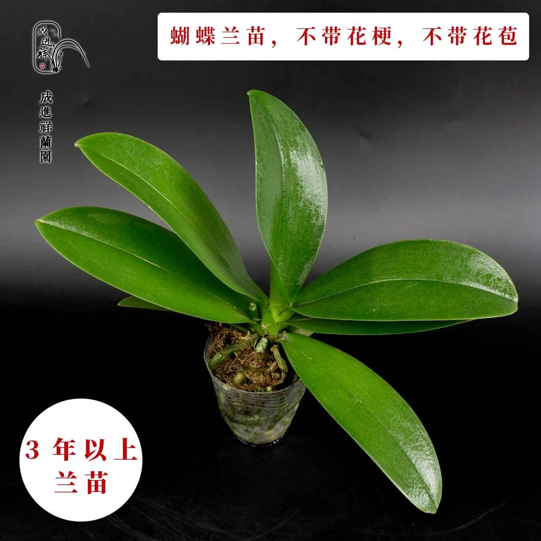蝴蝶兰花后苗-养护简单 好养活（不带花梗 不带花苞）
