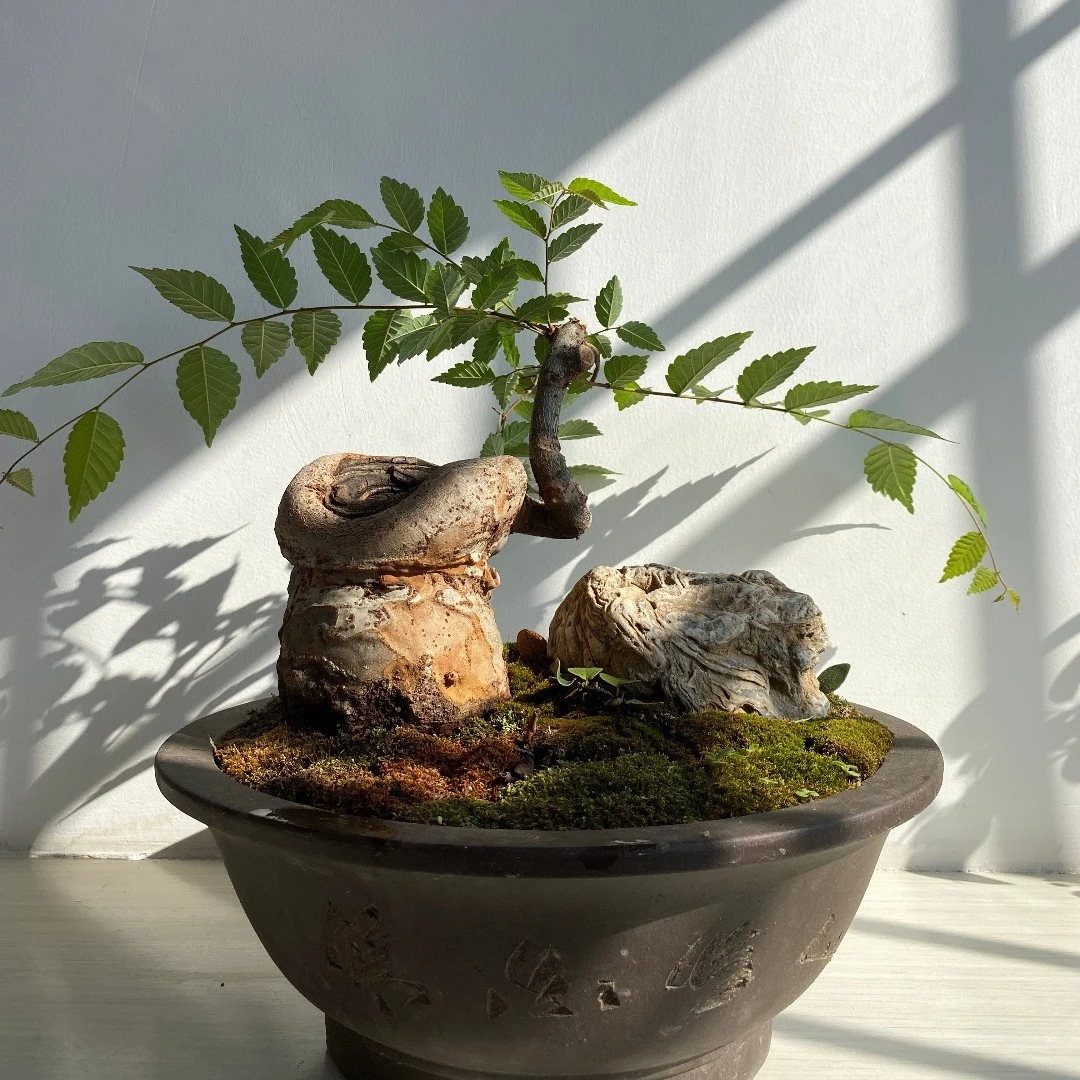 天赐文化清风幽谷盆景03