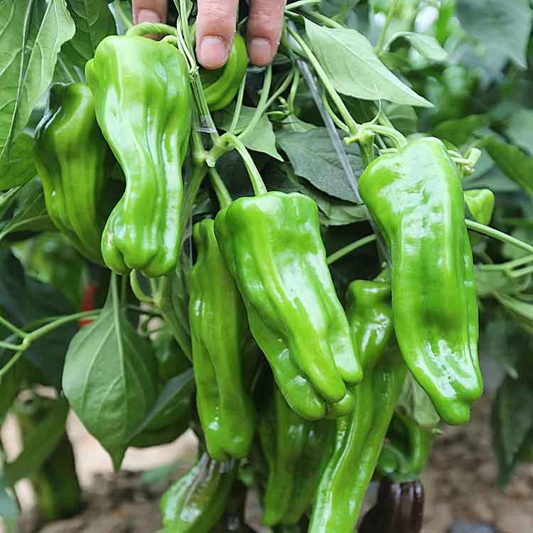 薄皮泡椒牛角椒辣椒种子种种植好管理产量高杂交浅绿福利杂交浅绿