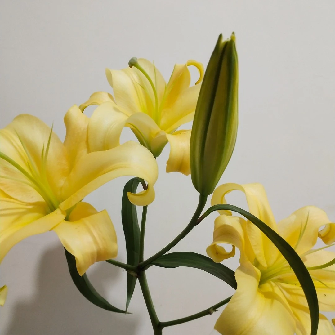多头（皇帝）百合 5度以下建议拍保温棉 冻坏不售后夏季养护温馨