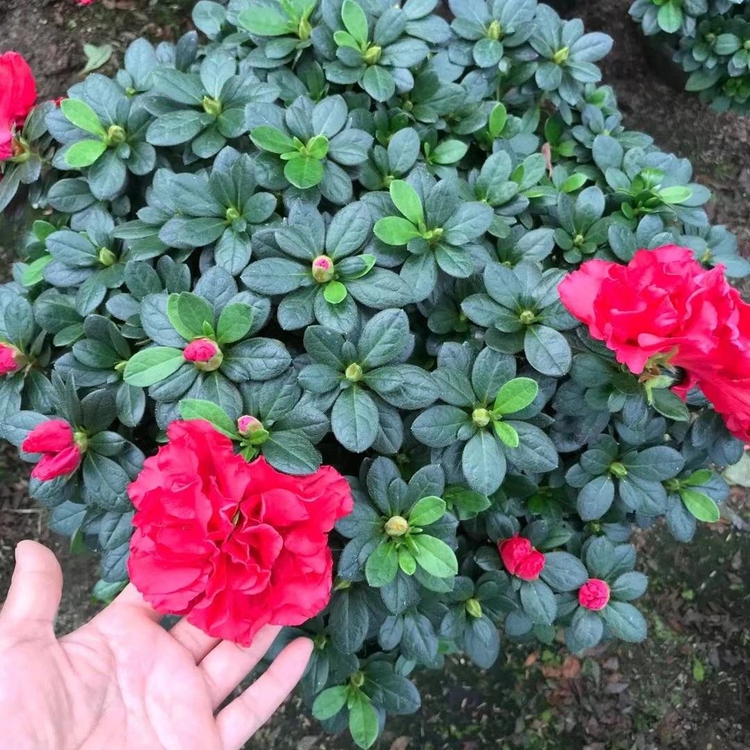 精品杨梅红杜鹃四季盆栽