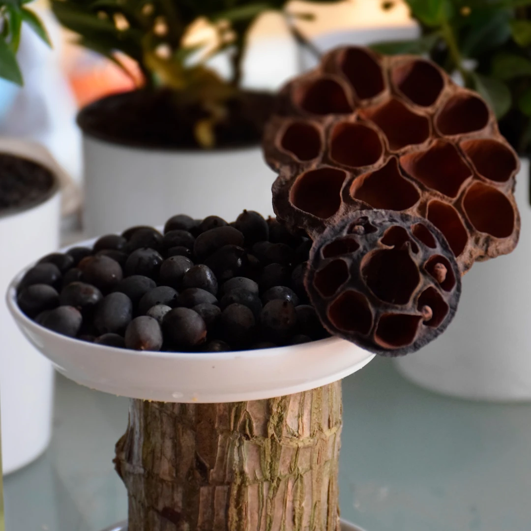 【真莲子】观赏碗莲子 种子能开花 小中大混色莲子 建国碗莲苑