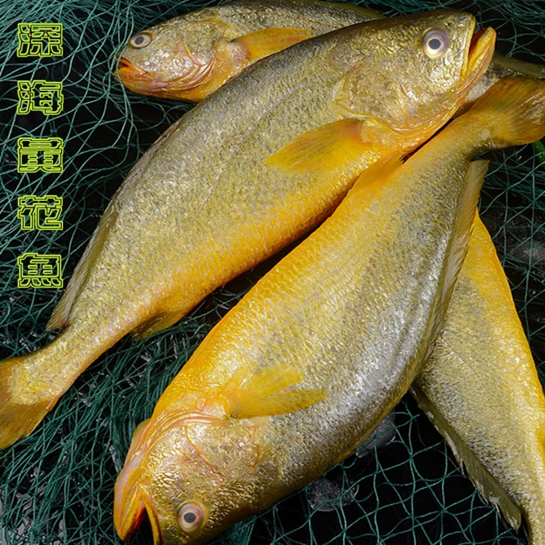 新 宁德深海大黄鱼#黄花鱼 每条0.9-1.0斤 冰鲜独立包装 现货现发