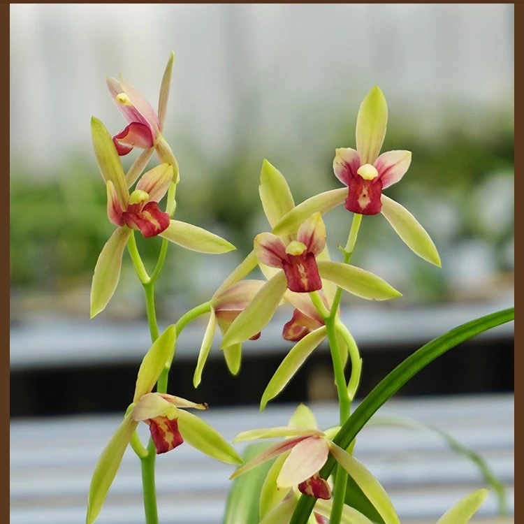 建兰贵妃醉酒绿瓣红素名品精品四季兰色花浓香兰花苗盆栽