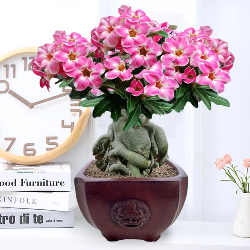 重瓣沙漠玫瑰花苗盆栽四季花卉绿植物老桩室内阳台小盆景开花