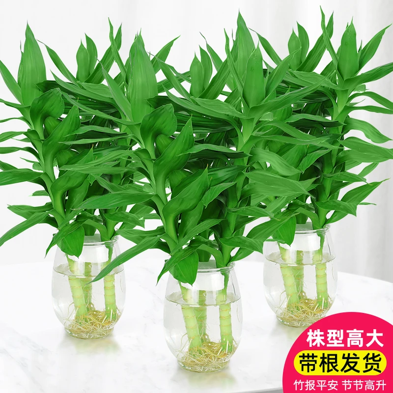 观音竹富贵竹水培花卉盆栽室内客厅绿植四季好养清新叶片点缀植物