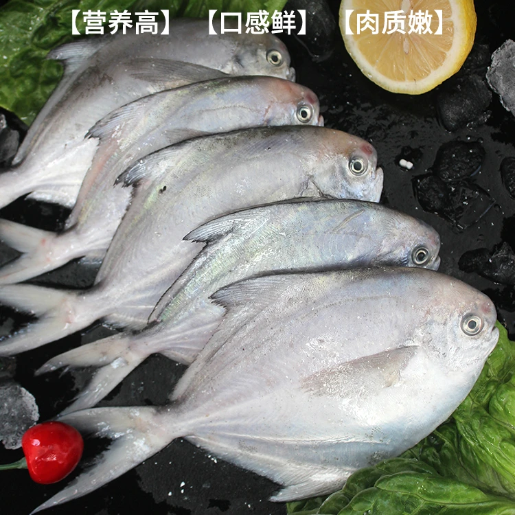 连云港 新鲜海捕鲳鱼（3斤~6斤）
