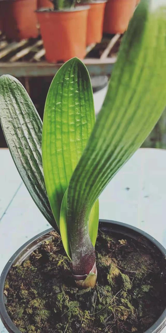 直播间选精品君子兰