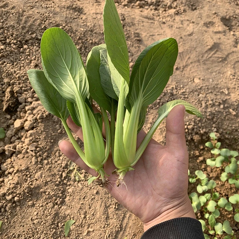 四季阳台盆栽大田种植小崧菜种子盆栽庭院