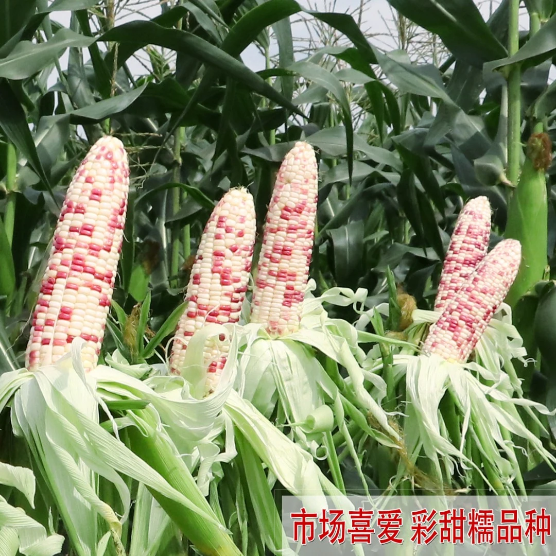 彩甜糯玉米种子国审花糯玉米种籽天贵糯937﹙2018宝马)黏苞米种孑