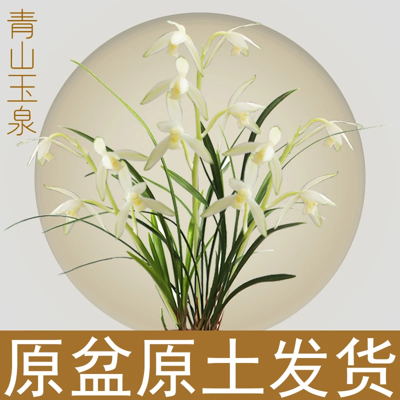 建兰 青山玉泉（7月—12月带花苞）浓香好养绿植花卉