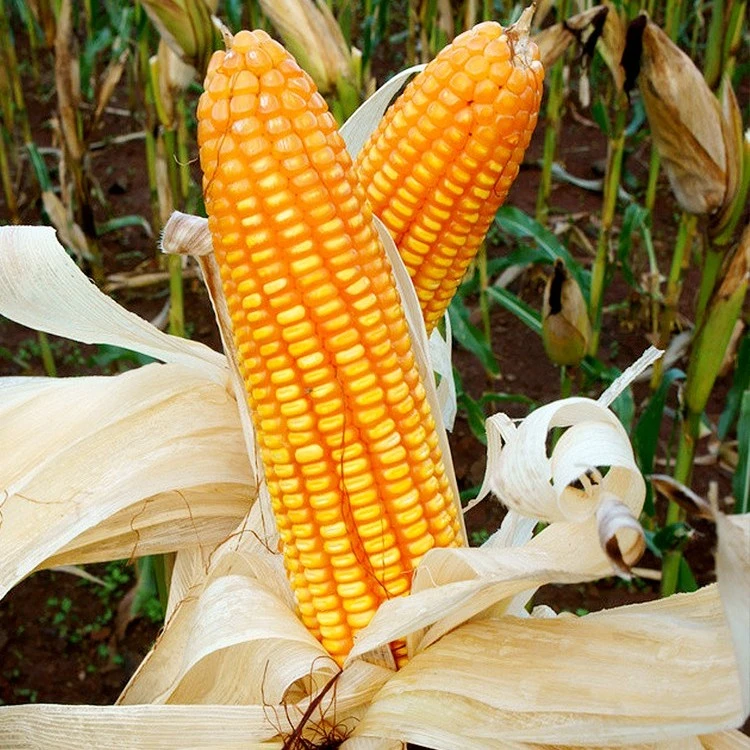 郑单958玉米种籽玉米种子  农业早熟大田四季饲料高产玉米杂交种