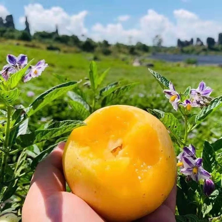 石林火山岩人参果当季水果产地直发3/4.8/8斤坏果包赔新鲜精品