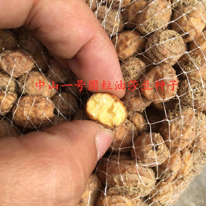 厂家直销油莎豆 油沙豆 虎坚果种 油渣子500g包邮推荐做种子使用