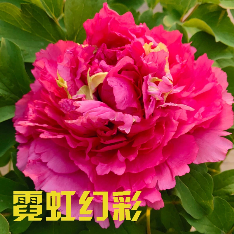 （霓虹幻彩）观赏牡丹先发肥料秋季发苗！基地直销，