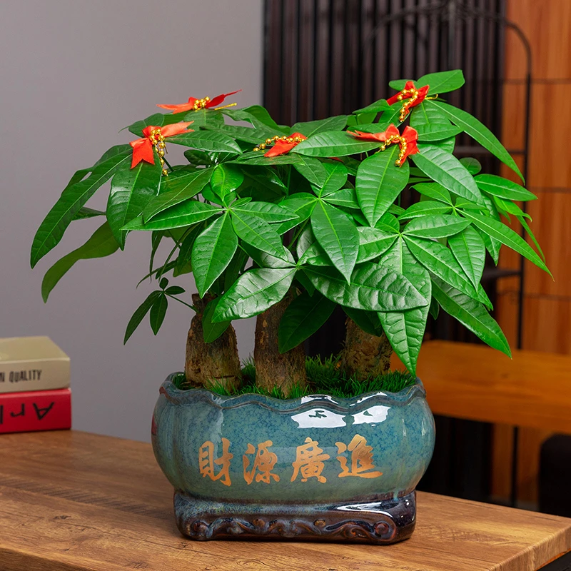 发财树盆栽室内大型绿植开业送礼前台桌面四季常青植物美观