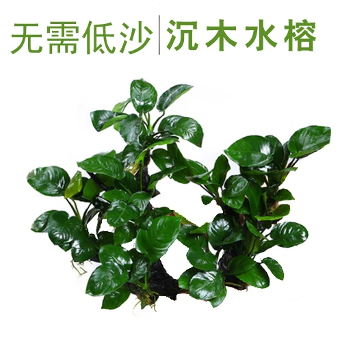 鱼缸水草造景活体淡水植物水榕沉木懒人水草大鱼缸装饰无土净化水