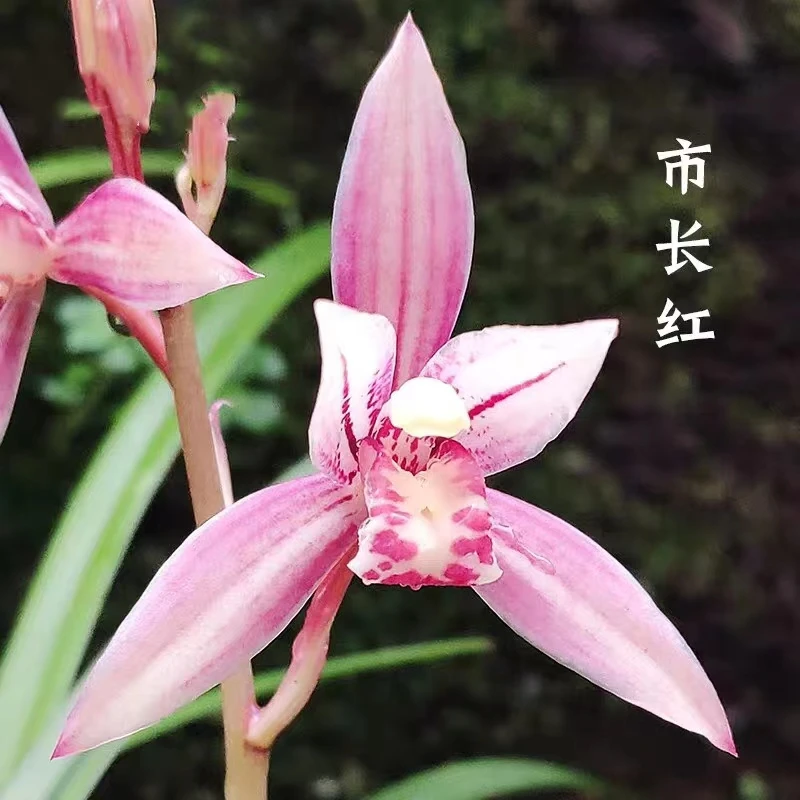 建兰老种名品（市长红）室内阳台花卉四季绿植兰草兰花苗