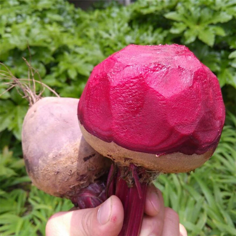 红甜菜根种子疙瘩糖萝卜红菜头叶甜菜甜根菜四季播蔬菜籽补血菜孑